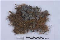 藏品(貓耳衣屬)的圖片